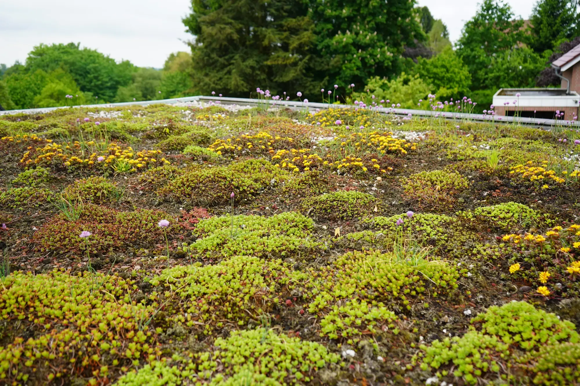Extensive Dachbegrünung mit blühendem Sedum in Gelb und Rosa auf einem Flachdach, dahinter grüne Bäume